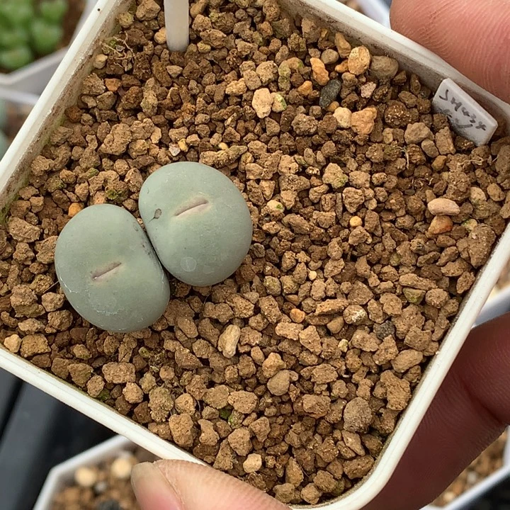 森***…精品多肉植物精品多肉