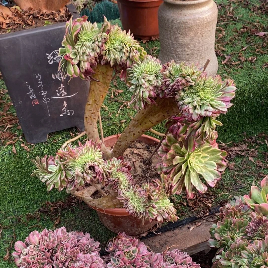 水彩绘缀化1颗多肉