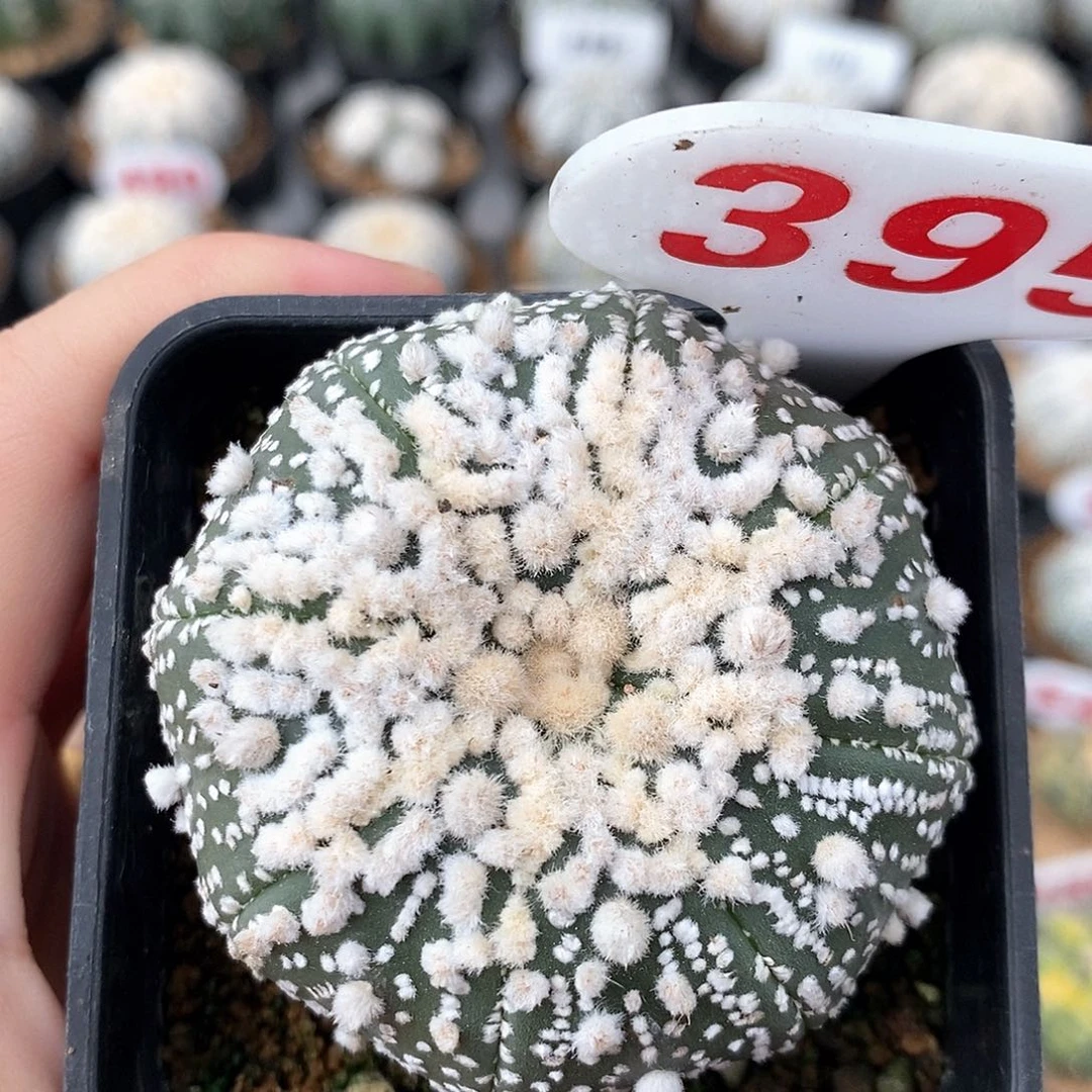 395花园兜系列产品