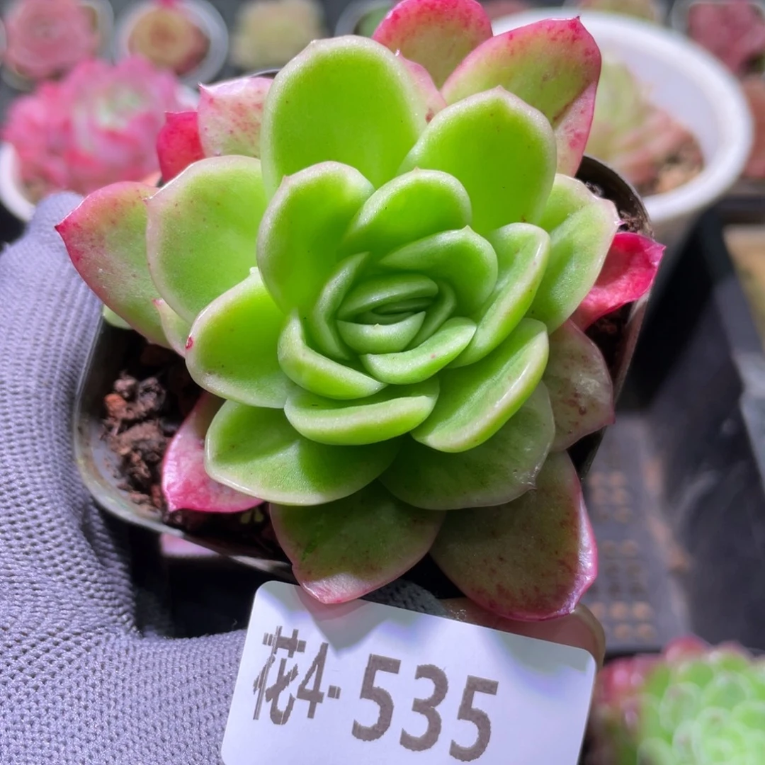 花利美4-535冰玫瑰