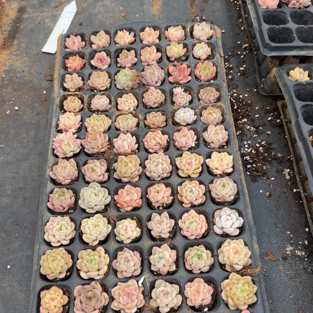 侧门右三圈粉色珍妮一盘带穴盘发货量拍1-10