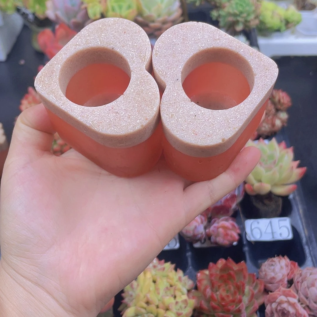 多肉无土栽培多肉植物的栽培