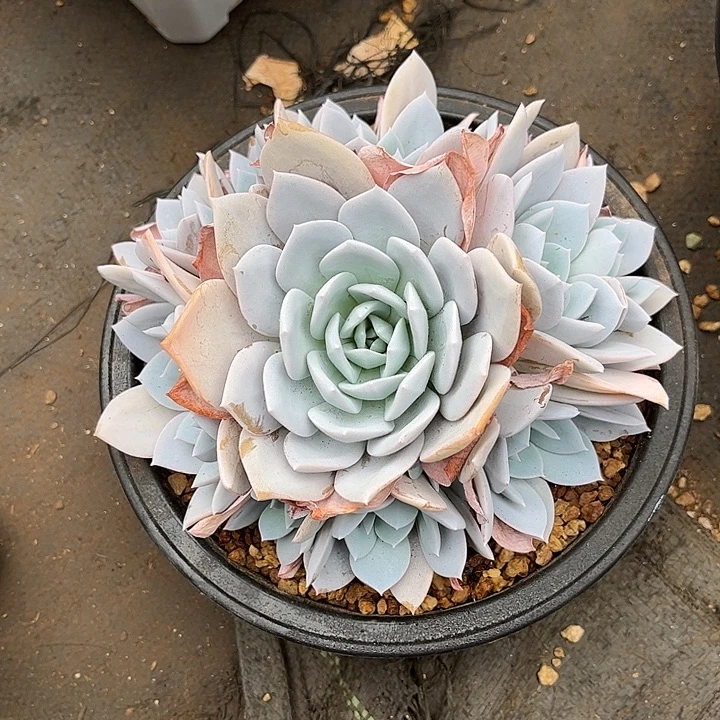 多肉植物一物一拍