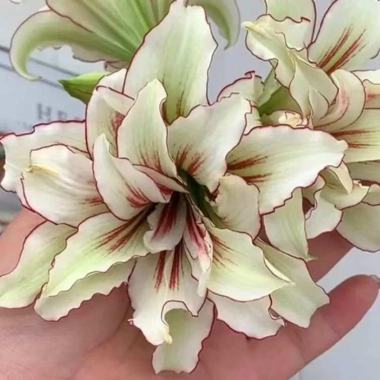 【双蜻蜓福利】重瓣大花球朱顶红种球