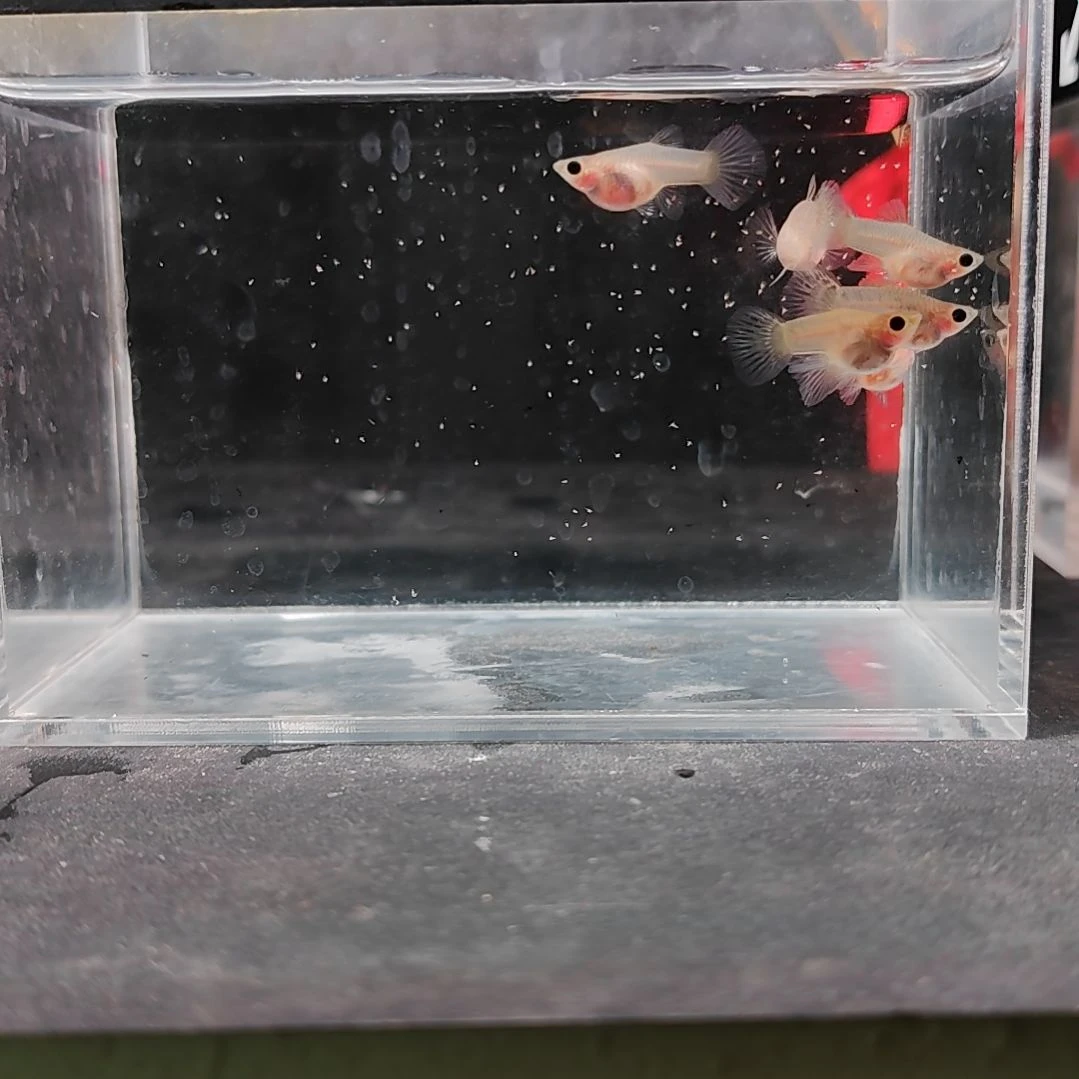 孔雀鱼编号39黄蕾丝玻璃猫