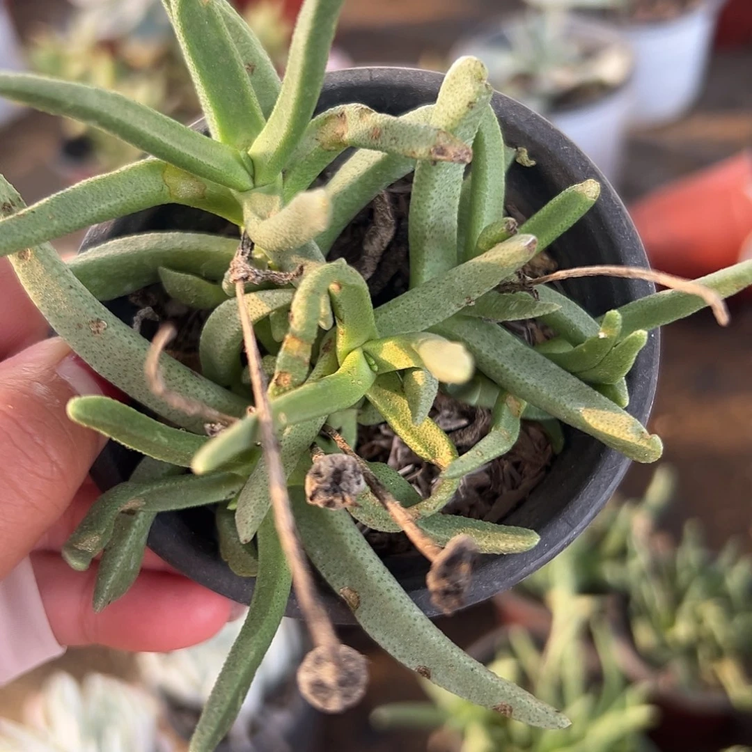 多肉植物黄花奔龙