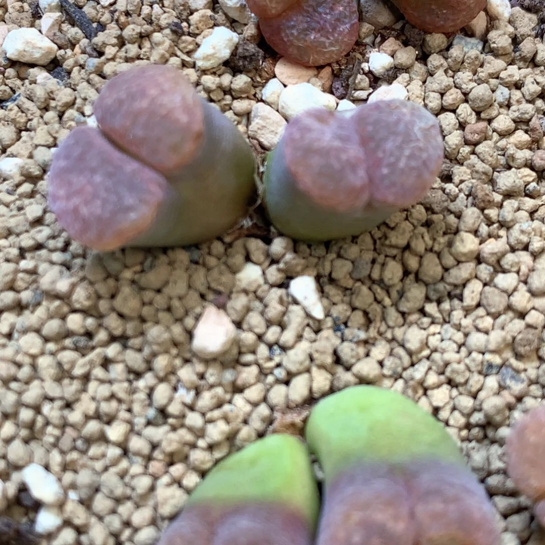 .****.点点专拍 肉锥植物
