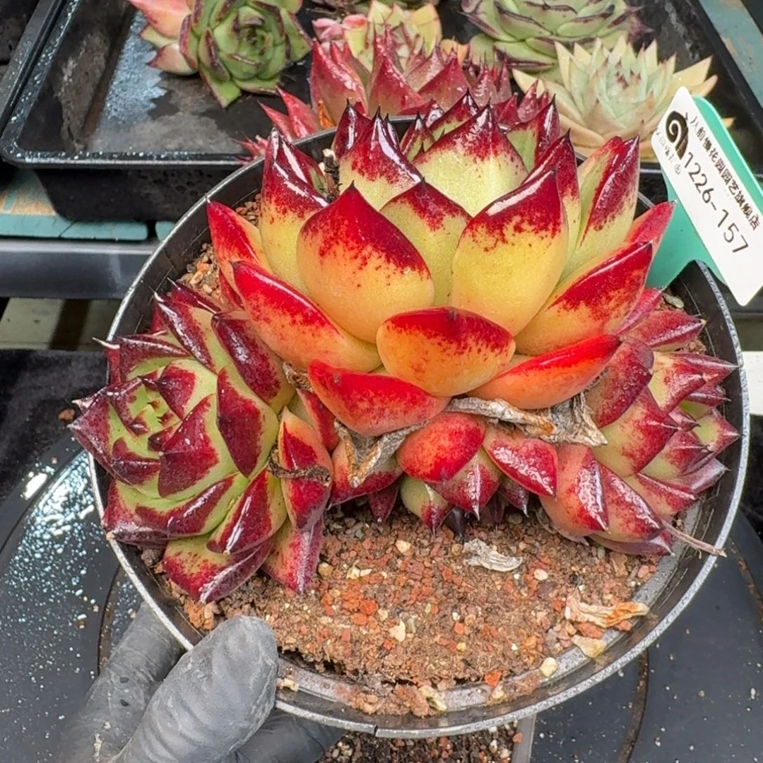 从前慢多肉精选编号1226.157