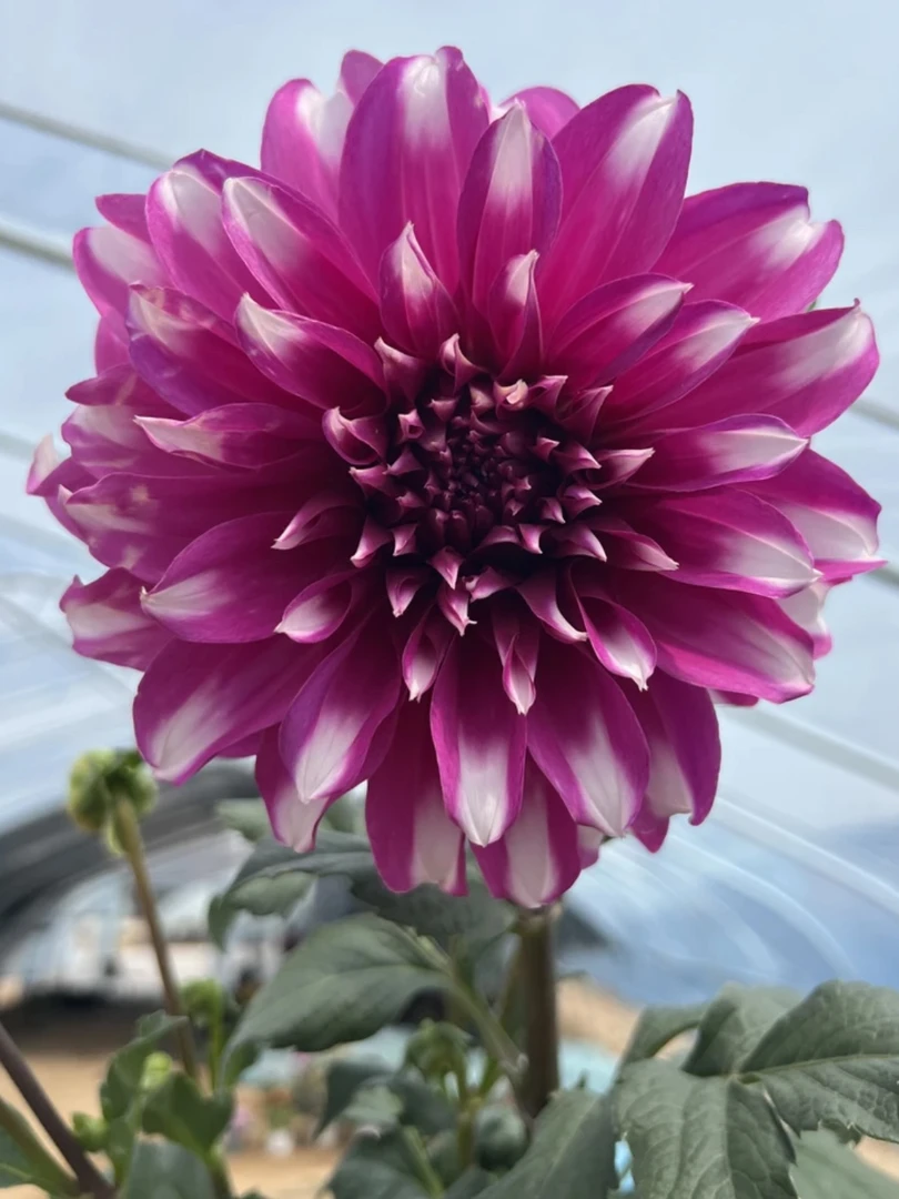 【拉德加斯特】大丽花（盆栽）带花苞原盆发货（盆坏不赔
