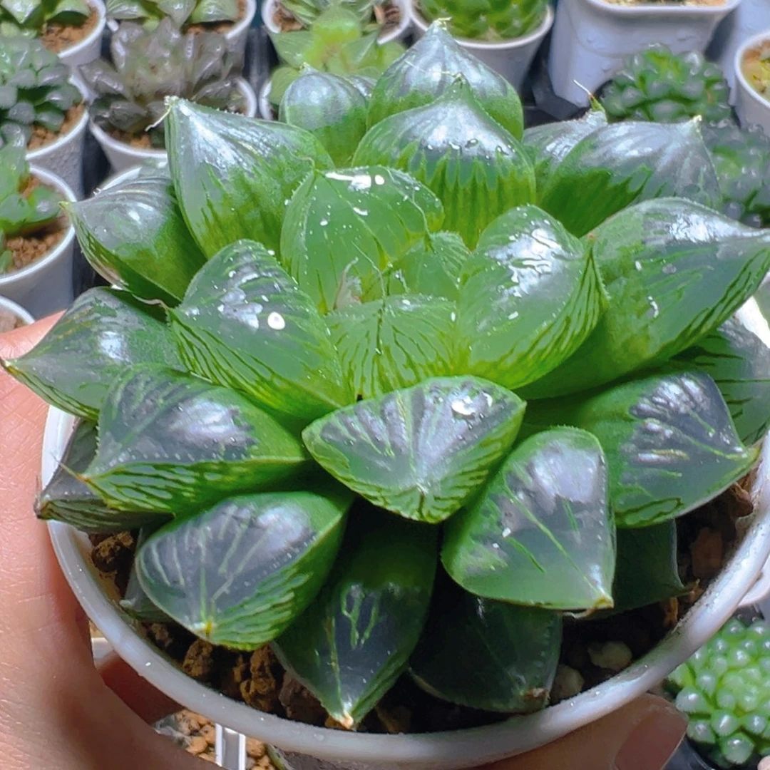 三仙寿多肉多肉多肉