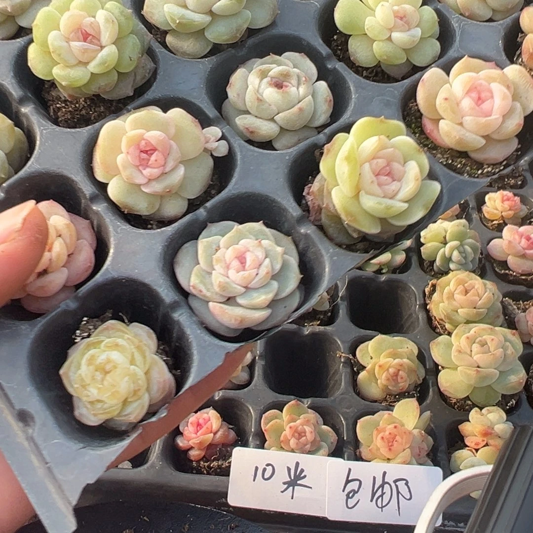 诗***艺糖心多肉一物一拍