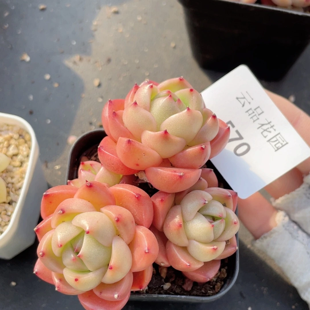 570号糖心冰心珍妮 不包整