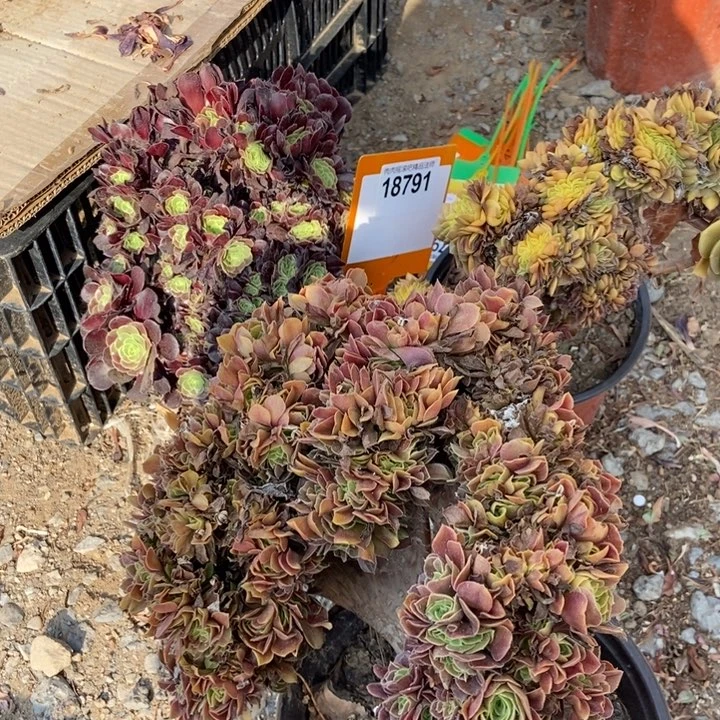 柠****791三颗老桩老桩111