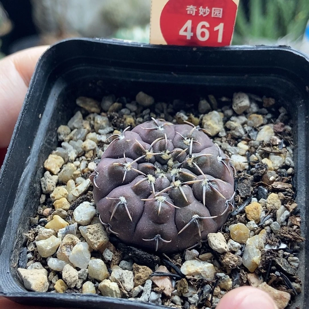 实生怪龙丸一颗，3680