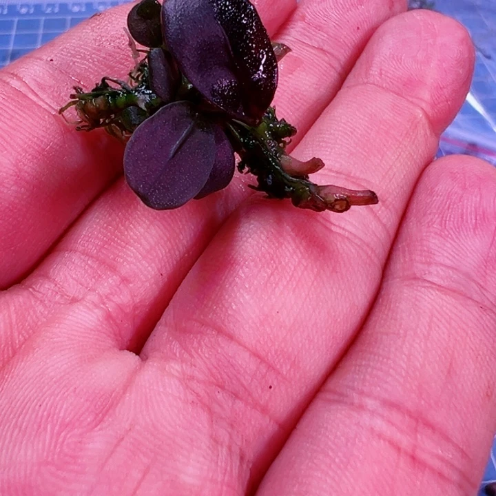 辣椒榕K6四号福利来了