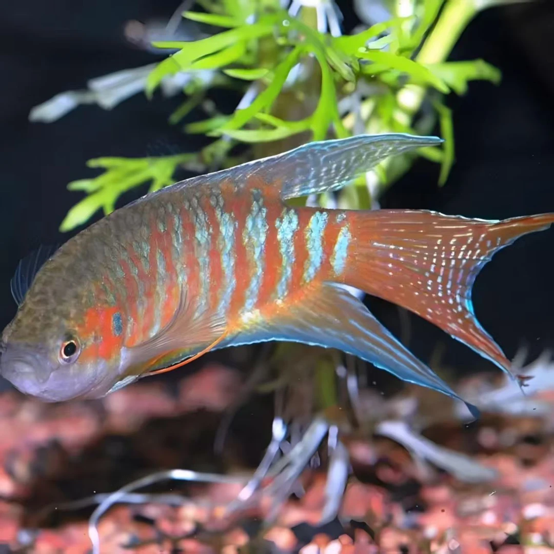 中国斗鱼苗活体观赏鱼淡水耐养小型冷水鱼无需打氧