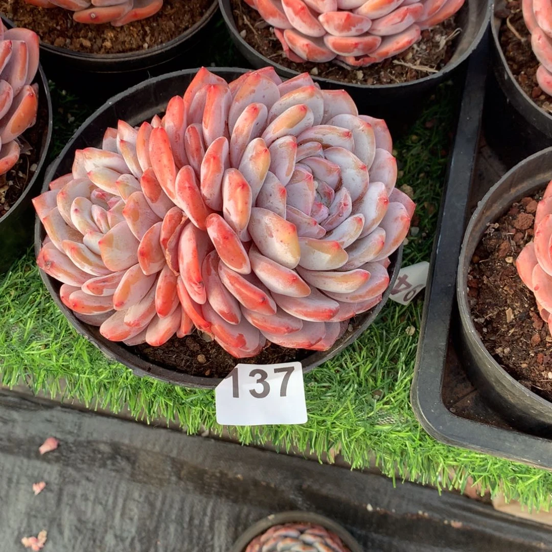 金****鹏137橙子多肉植物组合