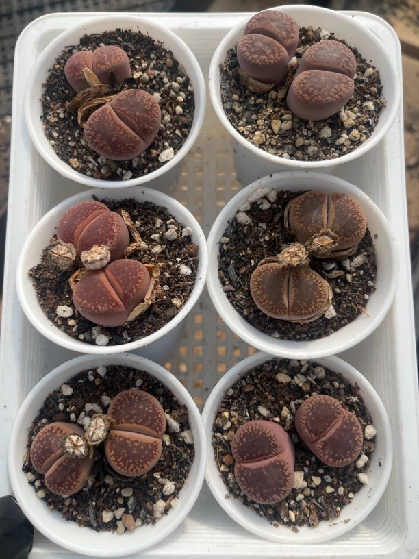 双头日轮玉母本60万象盆随机6盆一组发货