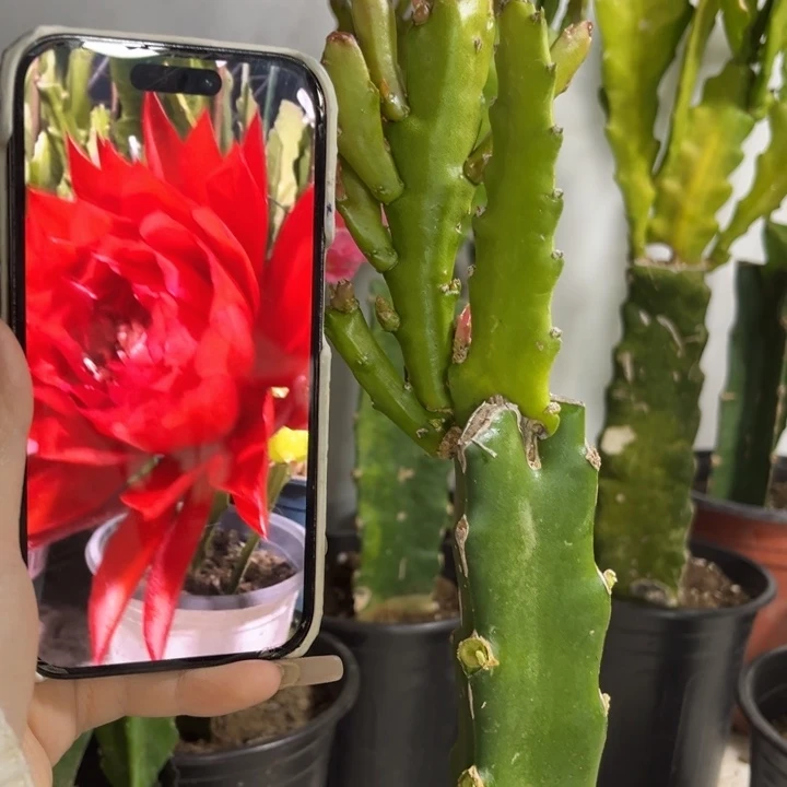 当前无花栽培后可以开花323