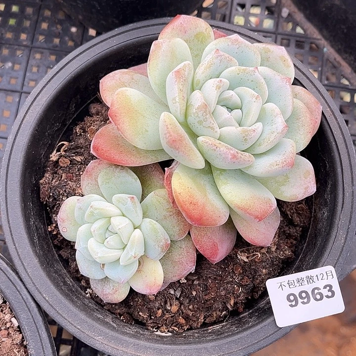 阿雅园艺。      9963冰玉