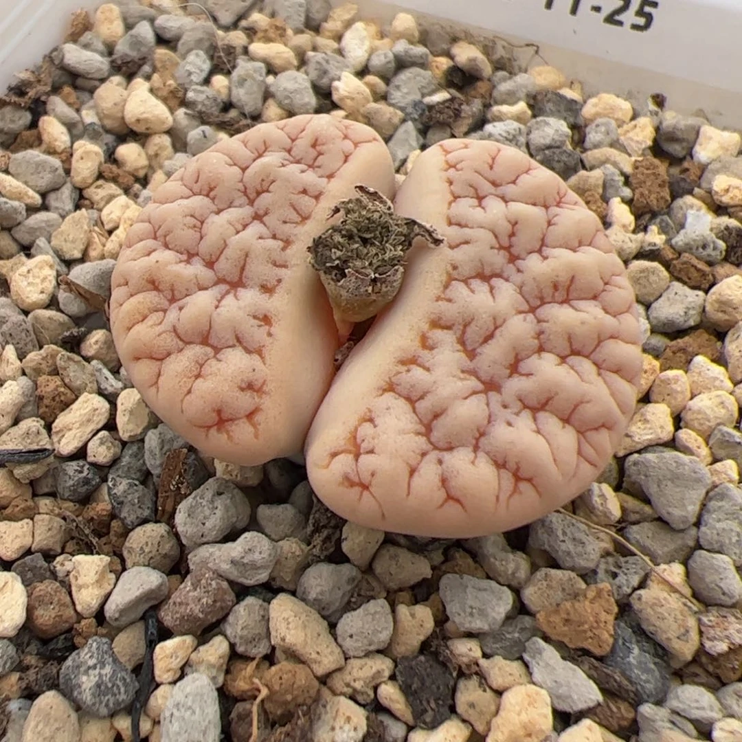 0145号 189 多肉植物