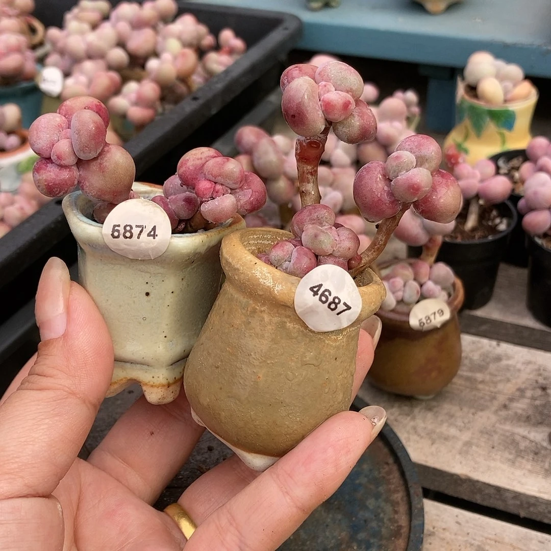 贪*4687.5874两颗血斑腰子蛋带盆土