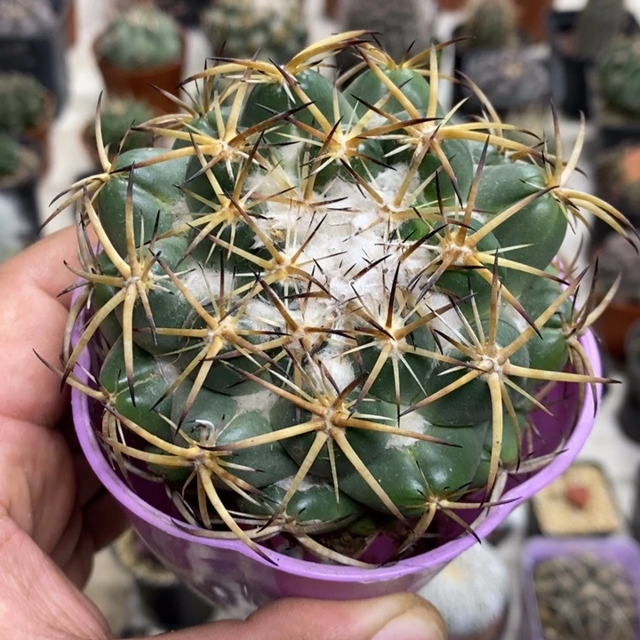 实生中号天丝象牙特价