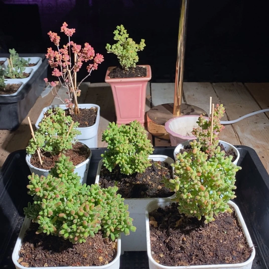 枝干番杏多肉植物802