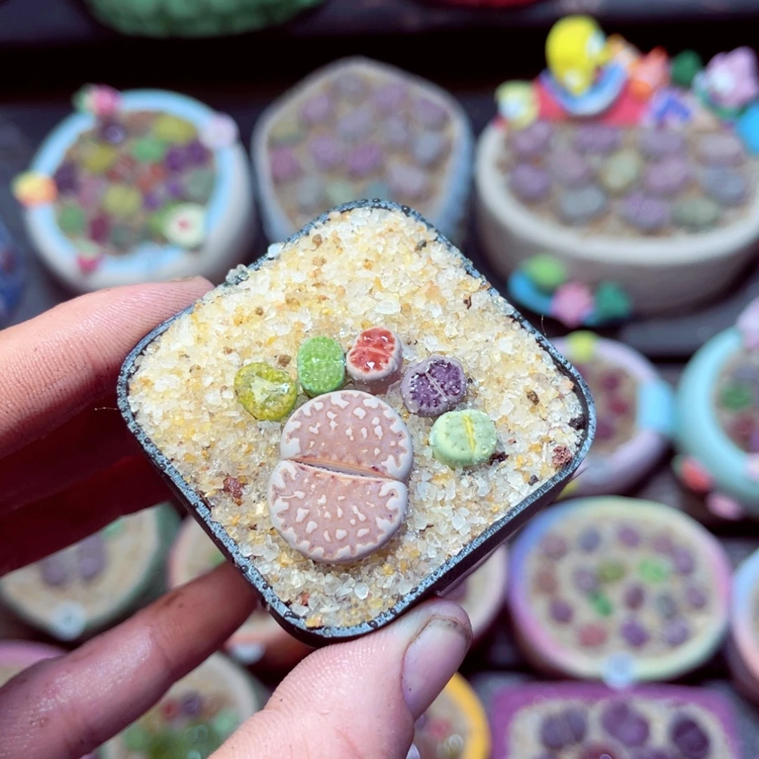 246生石花带盆发1