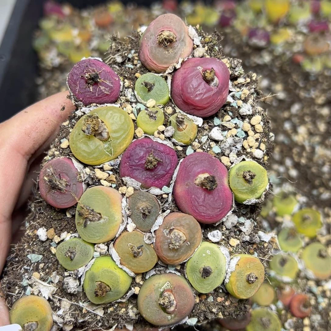 【闪购商品】655……