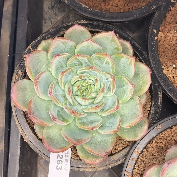 阿雅园艺。       6263红鸾