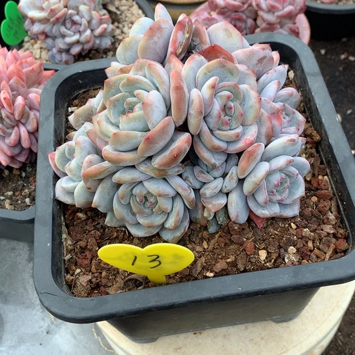 多肉植物十三头突尼斯