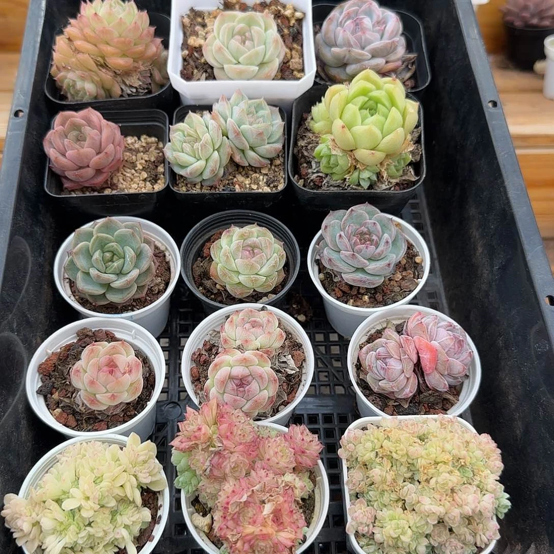 框拍框拍0420-34