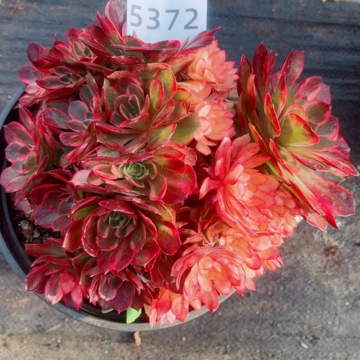 黑魔锦特价多肉发货