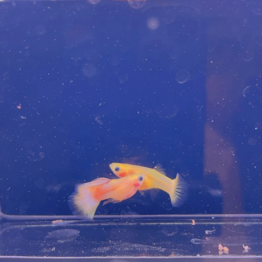 孔雀鱼孔雀鱼玻璃猫13