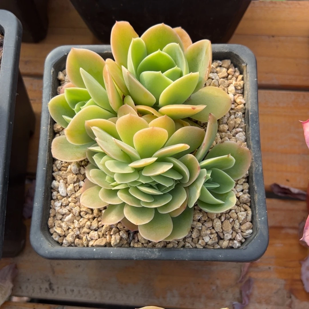 多肉植物星娜塔缀化