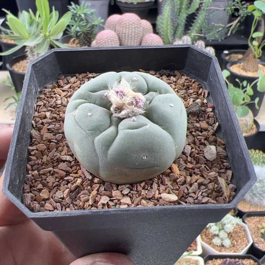 草球实生一物一拍带盆发