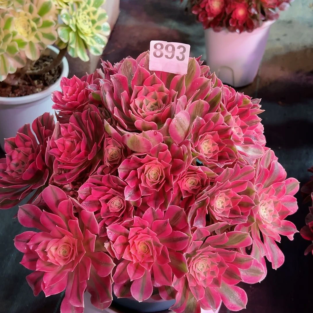 “****心893粉女巫法师多肉