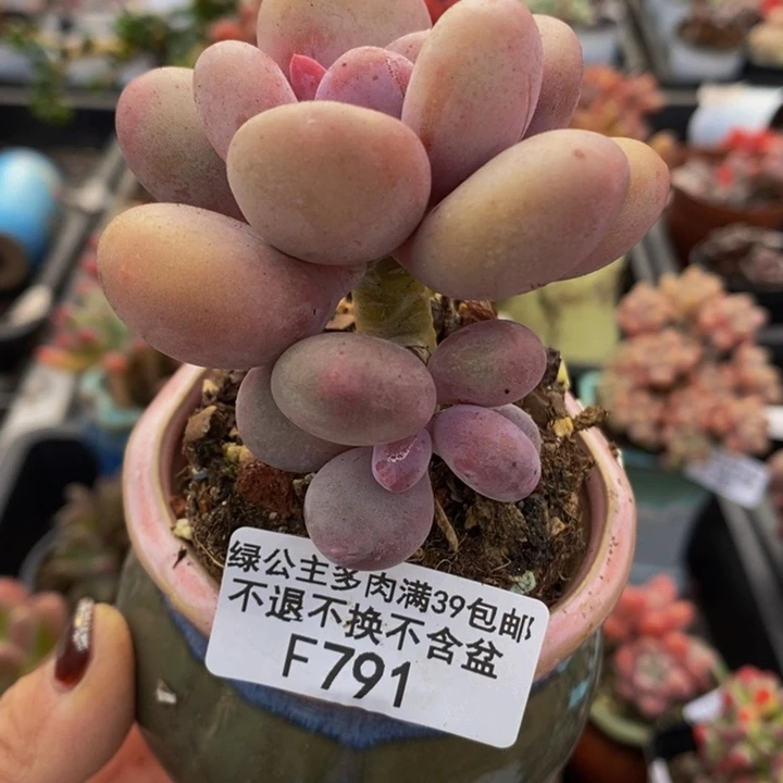 蛋黄奶6cm791多肉植物