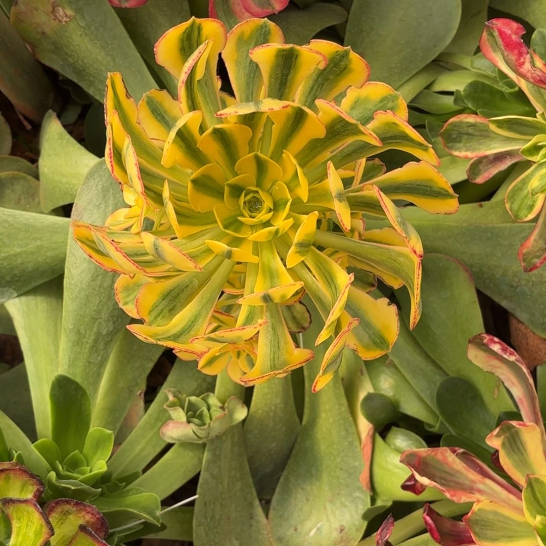 云南多肉植物太阳神