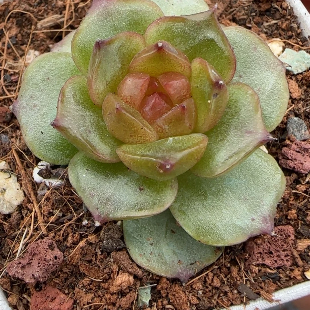 小卡拉米糖心一物一拍