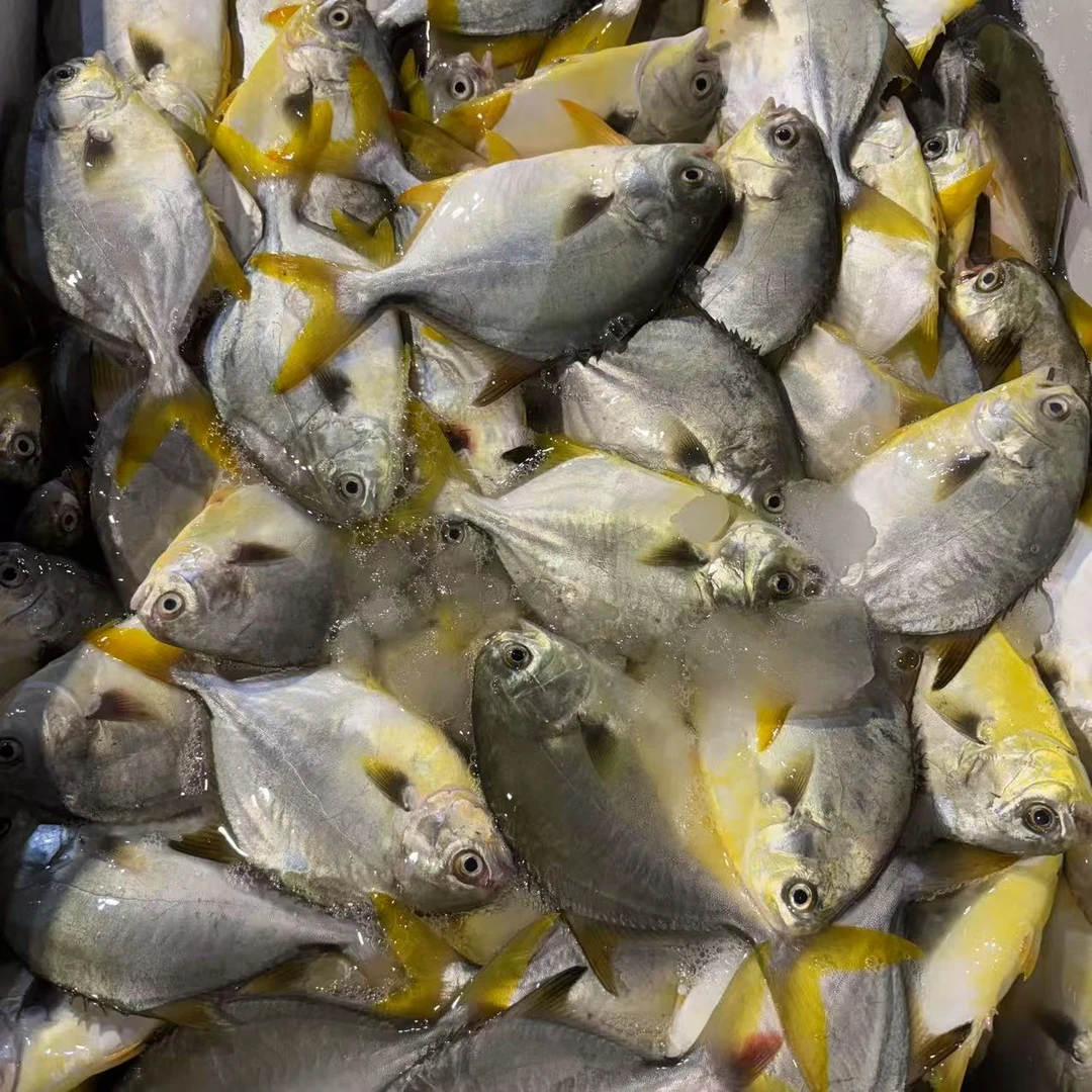 大船拖网天然金昌鱼 （3条左右1斤） 原条发