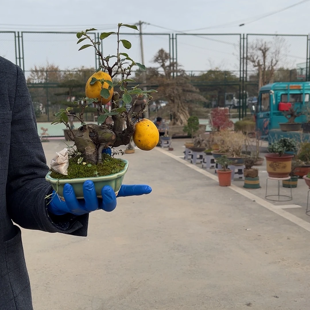 无花朵木瓜盆景造型盆栽花卉