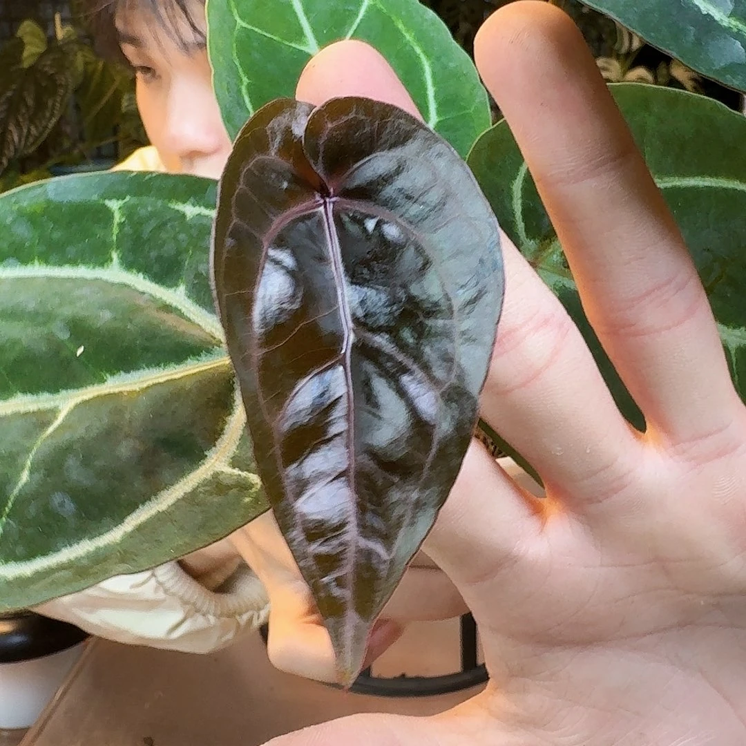 完全开放K152紫铜杂米歇尔