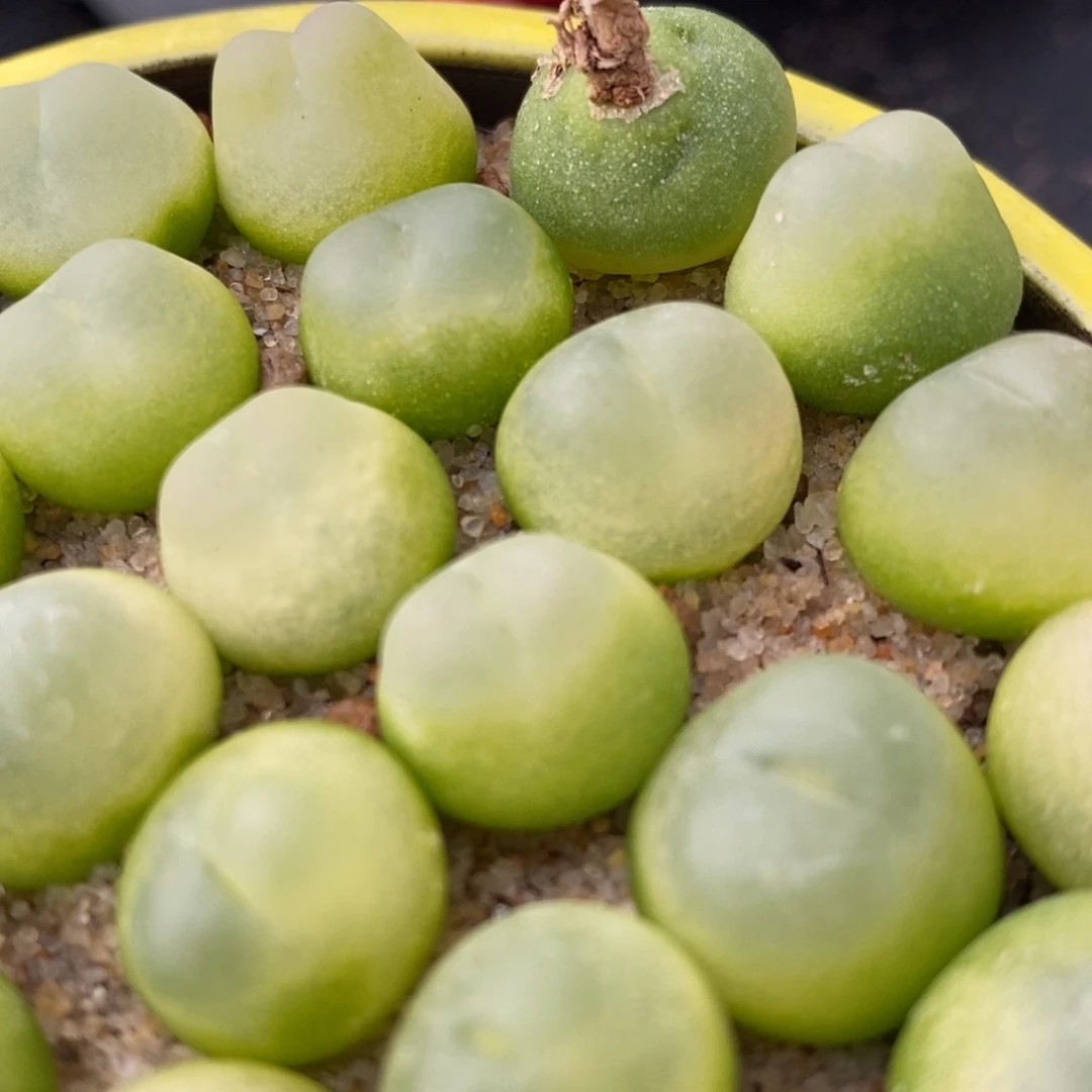 1212大年份拉登一颗