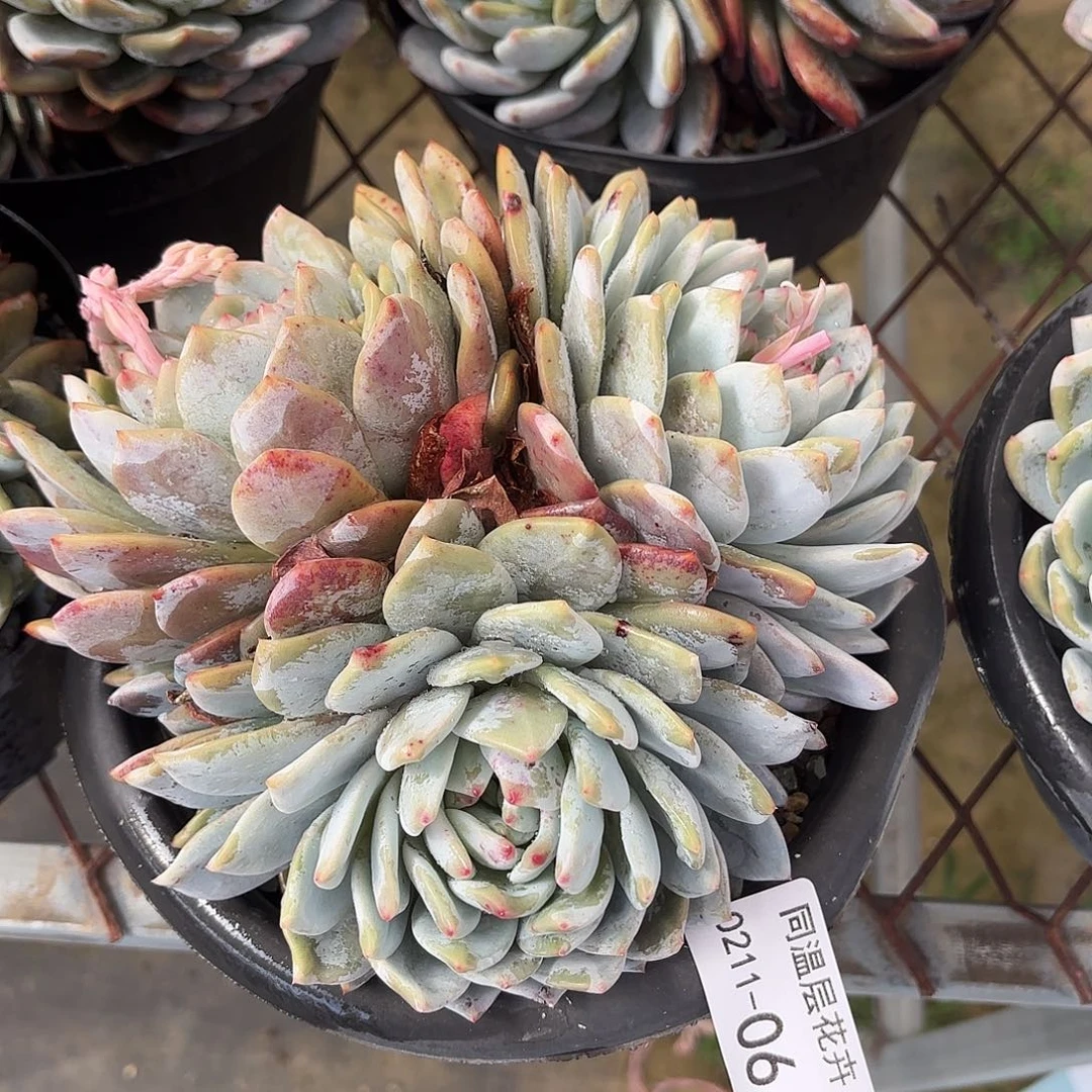 同温层多肉06雪天使