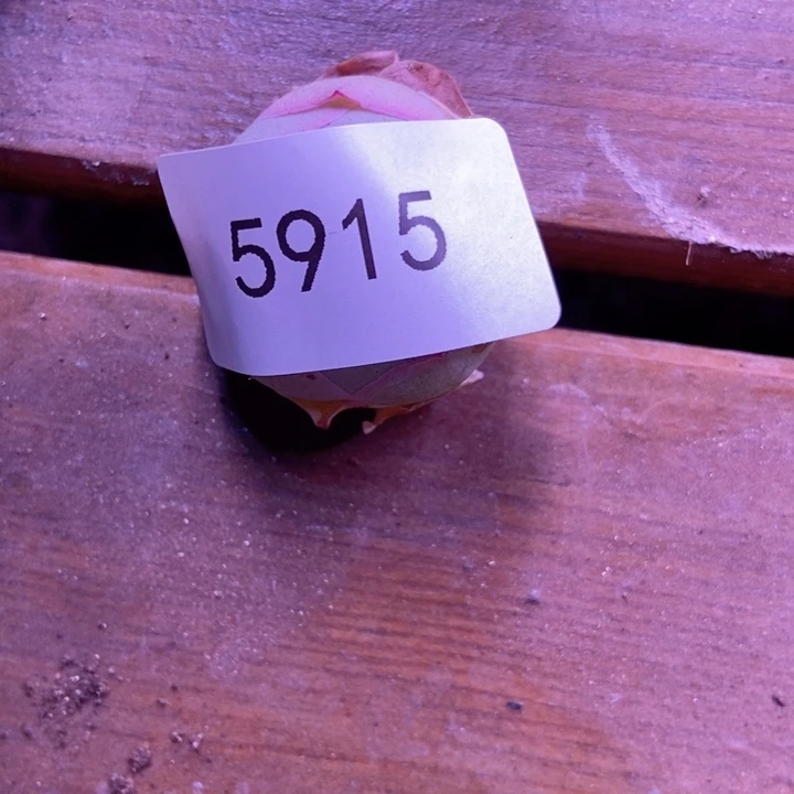 杨*玥5915山地玫瑰单头