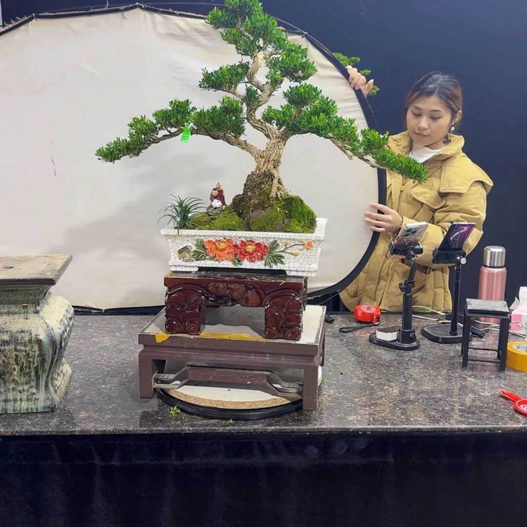 当前无花朵，栽培后可花朵G****Y