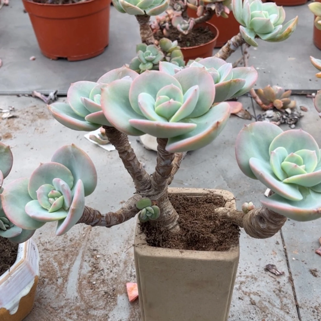 【闪购商品】无花朵