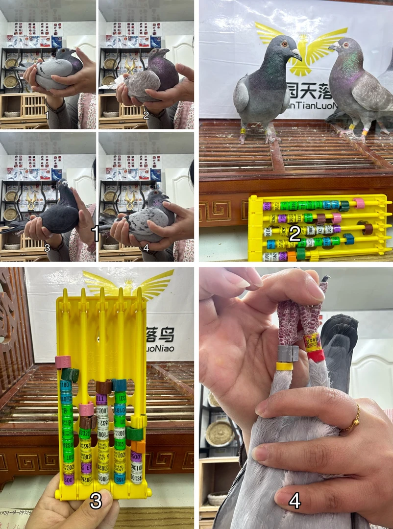 信鸽足环佩戴展示图片详情